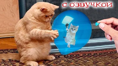 Улыбнитесь смешными картинками котов в формате PNG