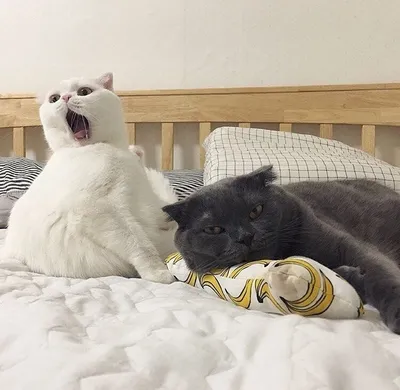 Фотографии смешных котов, которые поднимут настроение