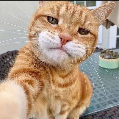 4K изображения смешных котов для вашего настроения