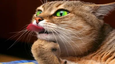 Невероятные фотографии смешных котов, которые вас удивят
