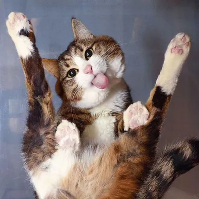 Фото смешных котов, которые вызовут у вас смех