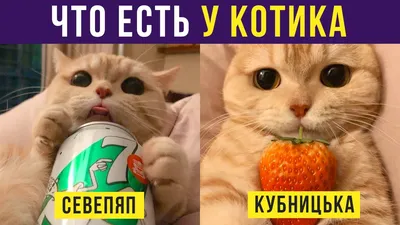 Фото смешных котов: бесплатно в формате JPG