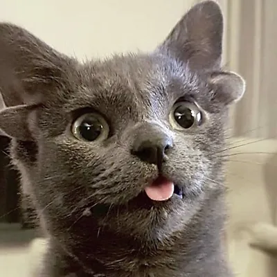 Фото смешных котов: 15 смешных картинок