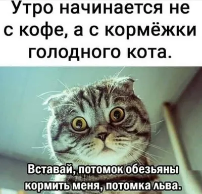 Новые смешные картинки - скачать в формате JPG, PNG, WebP