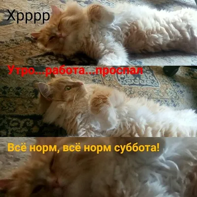 Утренние фотографии, чтобы поднять настроение