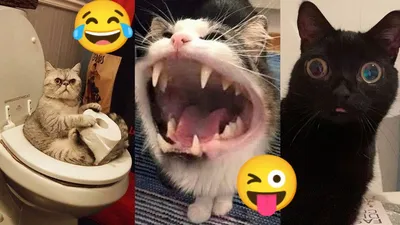 Улыбнитесь смешным фото кошек