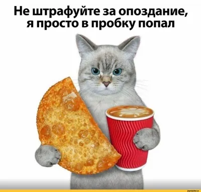 Забавные моменты с кошками на фото