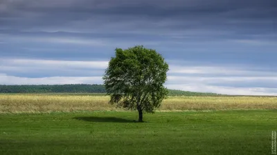 Картинка одинокого дерева: скачать бесплатно в HD, Full HD, 4K