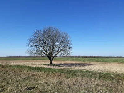 Скачать фото одинокого дерева бесплатно