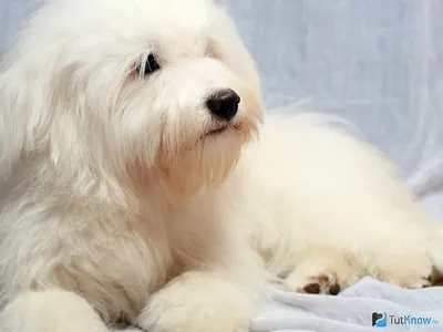 Одис: красивейший щенок на фото