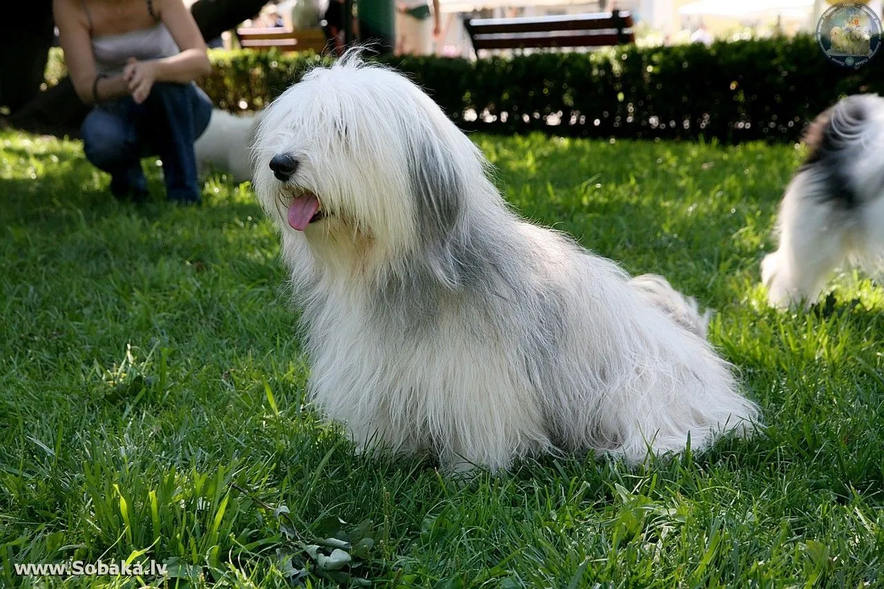 Од ис. Одис порода. Одесская порода собак. Одесская домашняя идеальная собака. Одис фото.