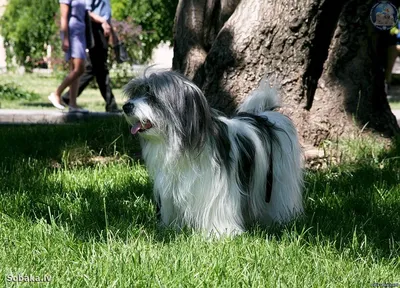 Одис - умный и очаровательный пес на фото