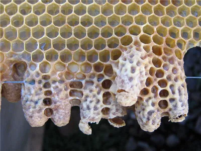 Однодневная личинка пчелы фотографии