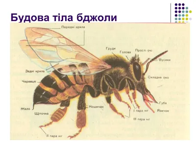 Изображение пчелы в хорошем качестве - новое