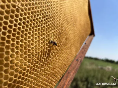 Фото: захватывающие моменты однодневной личинки пчелы