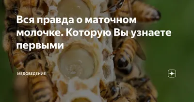 Однодневная личинка пчелы: великолепные фото