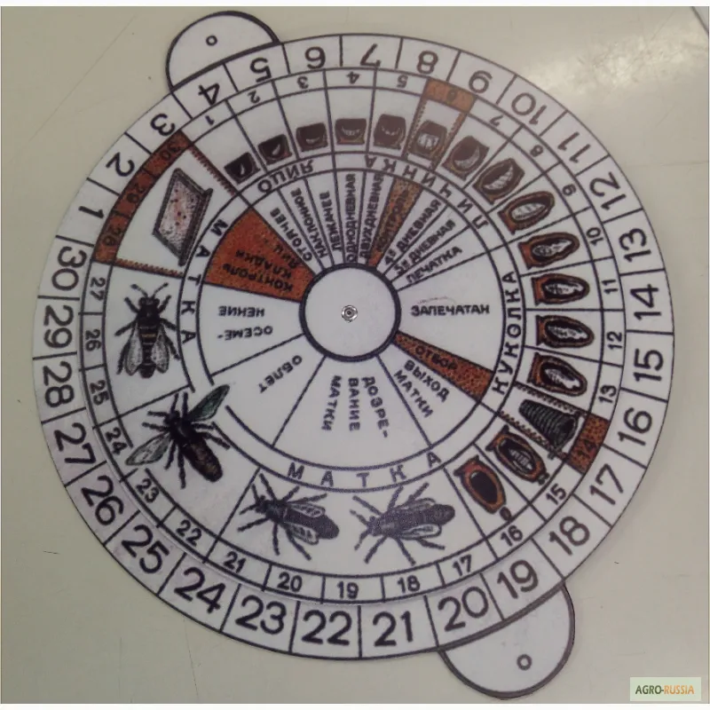 Календарь маток. Календарь пчеловода вывода маток. Календарь вывода маток пчел. Календарь для пчеловода. Вывод маток.