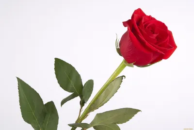 Одной красной розы фотографии