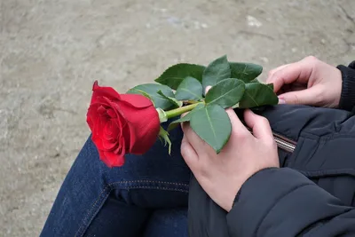 Утонченная роза в руке: выберите формат загрузки