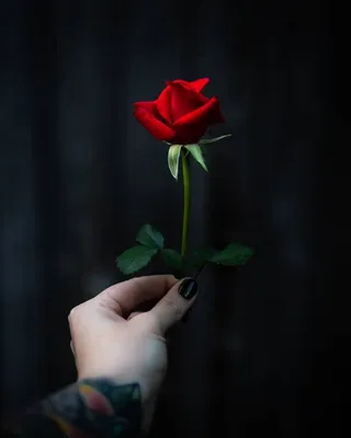 Уникальное изображение розы в руке для скачивания