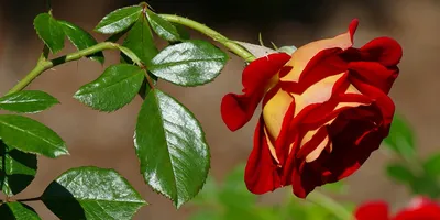 Стильная фотка розы в руке в формате webp
