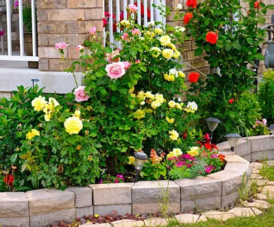 Загружайте впечатляющие фотографии клумбы с розами различного формата