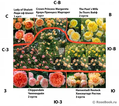 Потрясающие фотографии оформленных клумб с розами