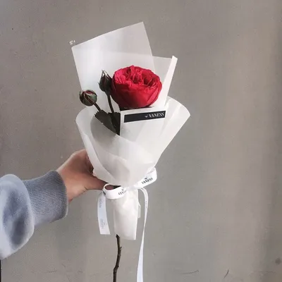 Изображение одной розы для использования