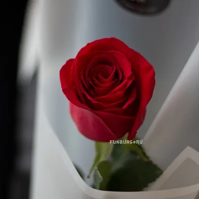 Фото розы с возможностью выбора размера