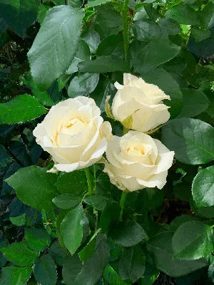 Фотография розы для использования в проекте