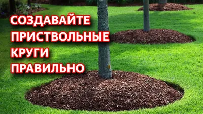 Оформление приствольного круга деревьев: красота, которая оставит вас в восторге