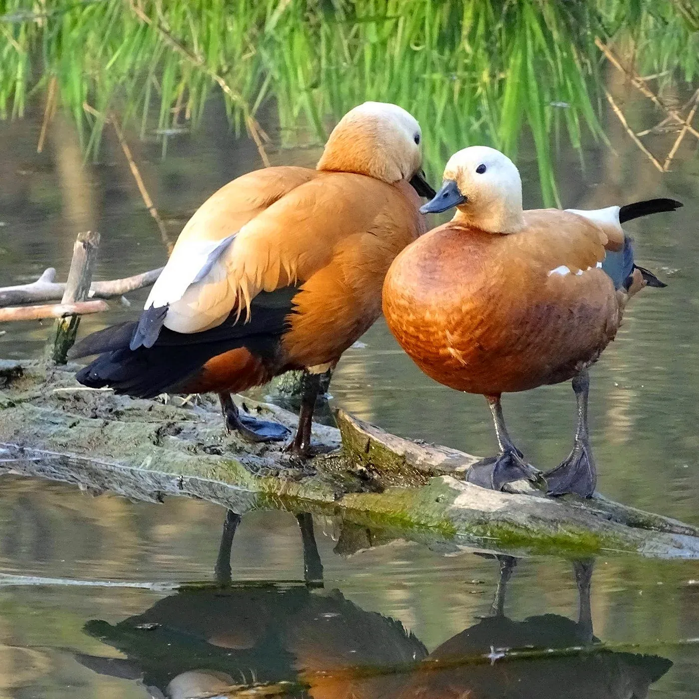 Птица огарь фото и описание