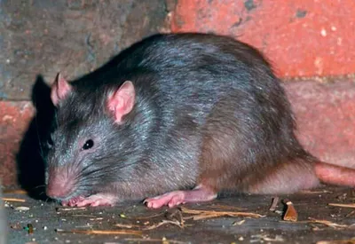Огромные крысы на изображении: PNG формат