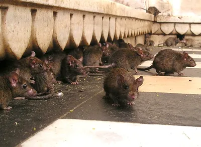 Огромные крысы в формате PNG: выберите формат для скачивания