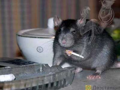 Фото огромных крыс: скачать бесплатно в JPG