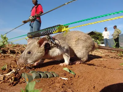 Фотка огромных крыс: скачайте JPG