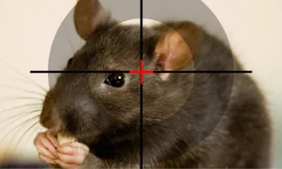 Изображение огромных крыс: WebP формат