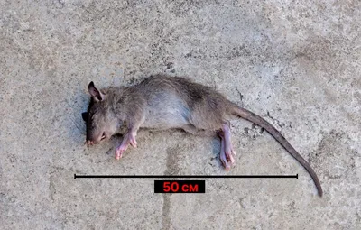 Изображение огромных крыс: PNG формат