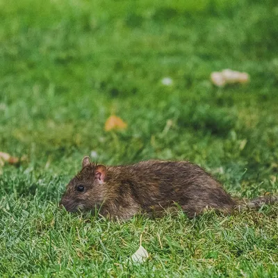 Фотография огромных крыс в формате PNG: выберите размер изображения для скачивания