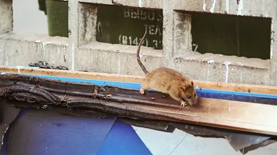 Фотка огромных крыс: бесплатно скачать в JPG формате