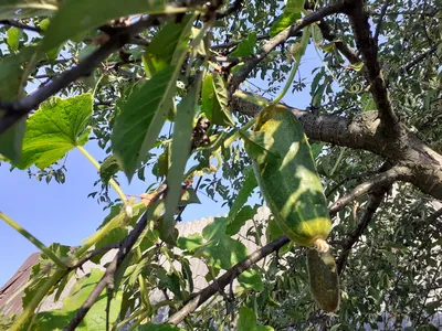 Огуречное дерево: необычное растение, обладающее особой красотой (Фото)