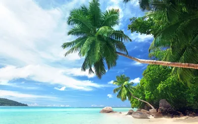 Океана с пальмами  фото