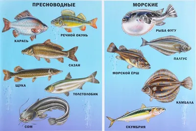 Удивительные океанические рыбы в изображениях