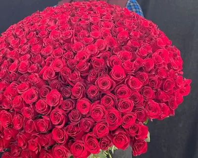 Красивая фотография розы в PNG формате