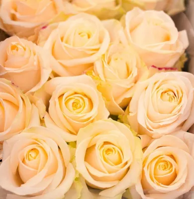 Восхитительное изображение розы в формате webp