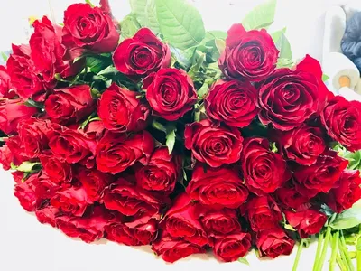 Роскошные розы на фото