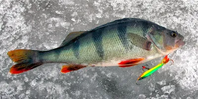 Ледяная рыбалка: Окунь во всей красе в JPG