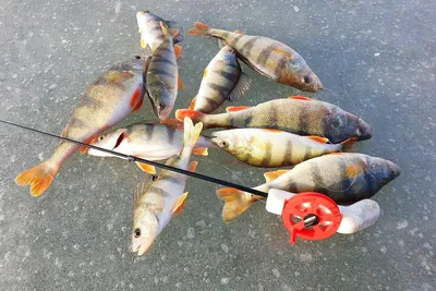 Окунь на зимней рыбалке: Фотография в формате JPG