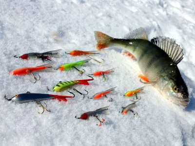 Ледяная рыбалка: Изображение окуня в WebP