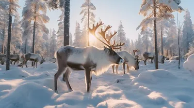 Олень зимой фотографии